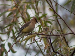 Bombycilla cedrorum