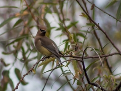 Bombycilla cedrorum
