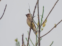 Bombycilla cedrorum