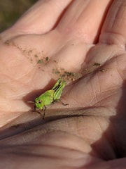 Chimarocephala pacifica