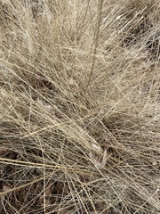 Poaceae