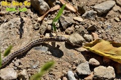 Orientocoluber spinalis