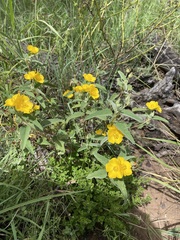 Melhania oblongifolia