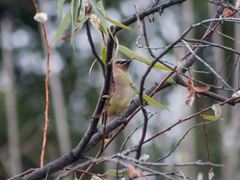 Bombycilla cedrorum