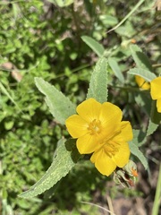 Melhania oblongifolia