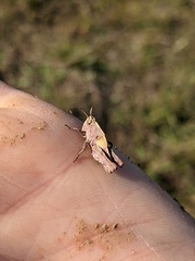 Chimarocephala pacifica