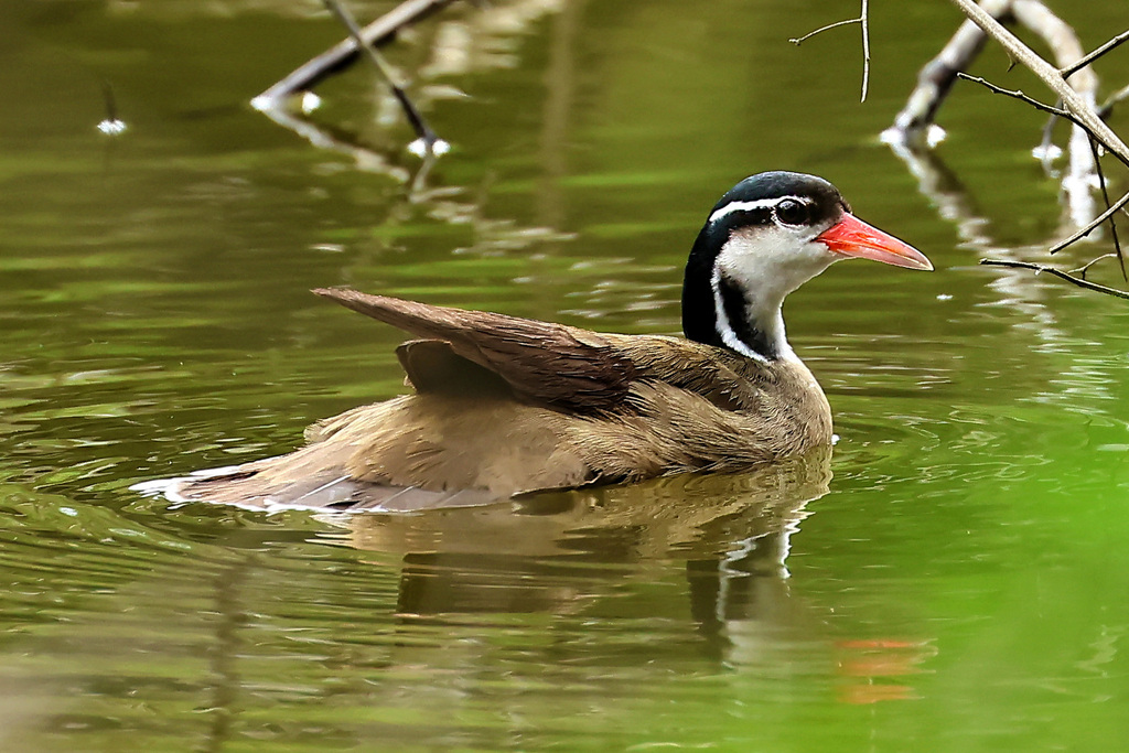 Sungrebe photo