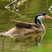 Heliornis fulica - Photo (c) Antonio Amaral,  זכויות יוצרים חלקיות (CC BY-NC), הועלה על ידי Antonio Amaral