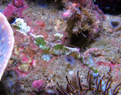 Solenostomus halimeda