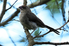 Coryphospingus pileatus
