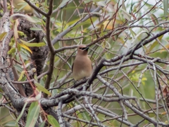 Bombycilla cedrorum