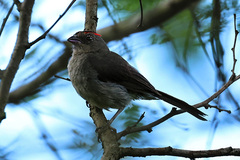 Coryphospingus pileatus