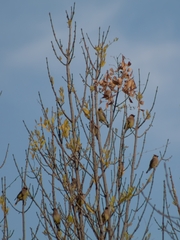 Bombycilla cedrorum
