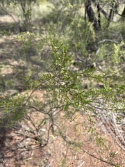 Micromyrtus capricornia