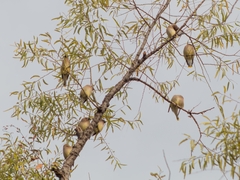 Bombycilla cedrorum