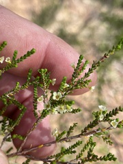 Micromyrtus capricornia