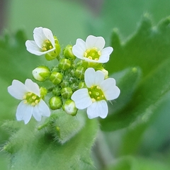 Tomostima platycarpa