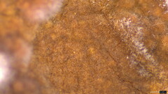Phlebiopsis crassa