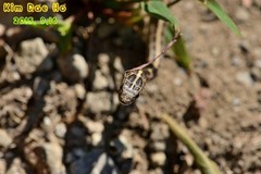 Orientocoluber spinalis