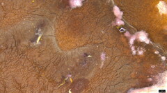 Phlebiopsis crassa