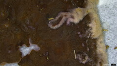 Phlebiopsis crassa