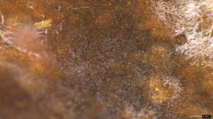 Phlebiopsis crassa
