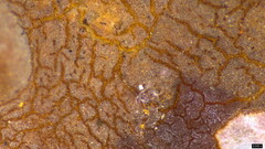 Phlebiopsis crassa