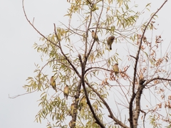 Bombycilla cedrorum