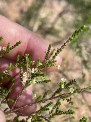Micromyrtus capricornia