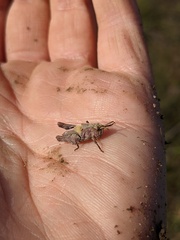 Chimarocephala pacifica