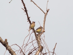 Bombycilla cedrorum