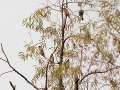 Bombycilla cedrorum