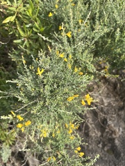 Genista canariensis image