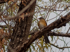 Turdus rufopalliatus