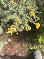 Genista canariensis image