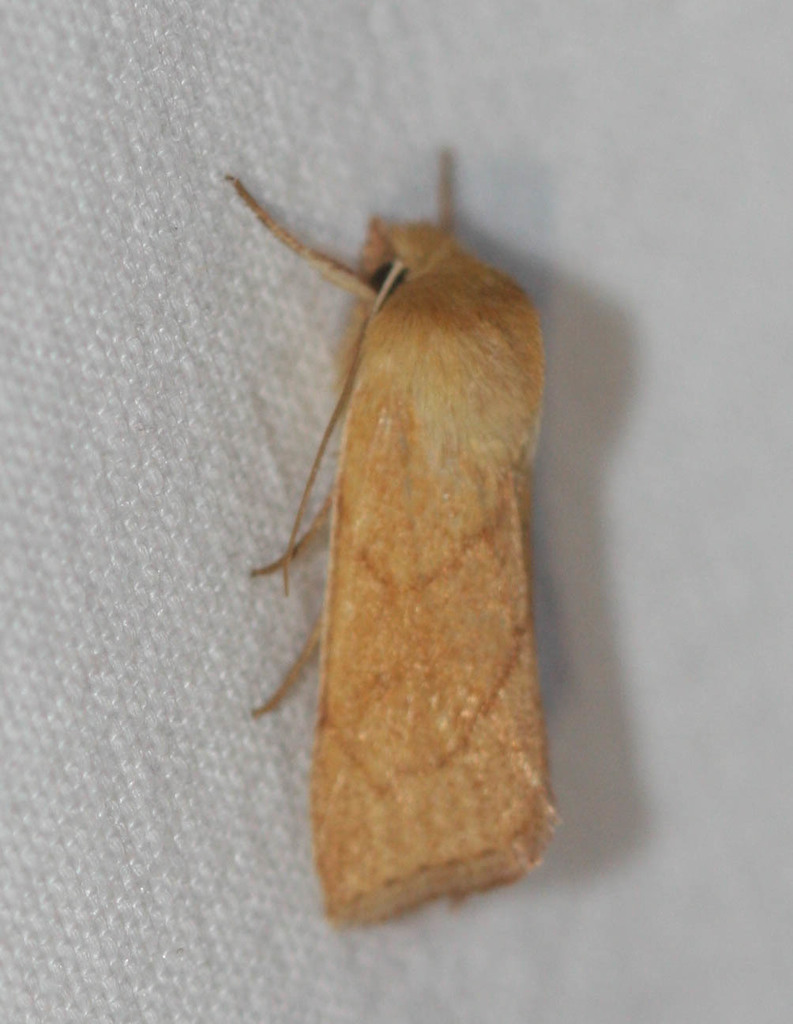 V-lined Quaker