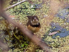 Sporophila torqueola