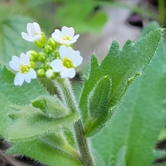 Tomostima platycarpa