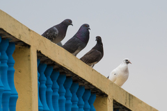 Columba livia domestica