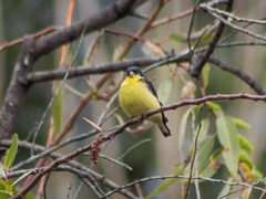 Spinus psaltria