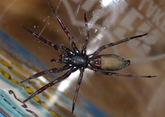 Lampona cylindrata