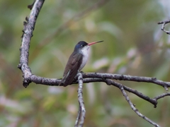 Leucolia violiceps