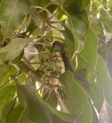 Eupetomena cirrochloris