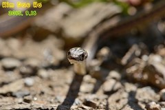 Orientocoluber spinalis