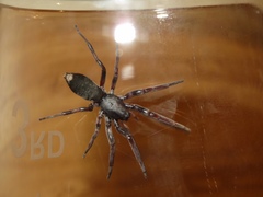 Lampona cylindrata