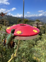 Selasphorus flammula