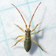 Leptopterna dolabrata