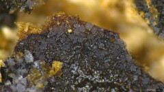 Stypella