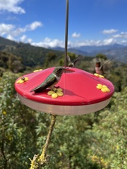 Selasphorus flammula