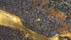 Stypella